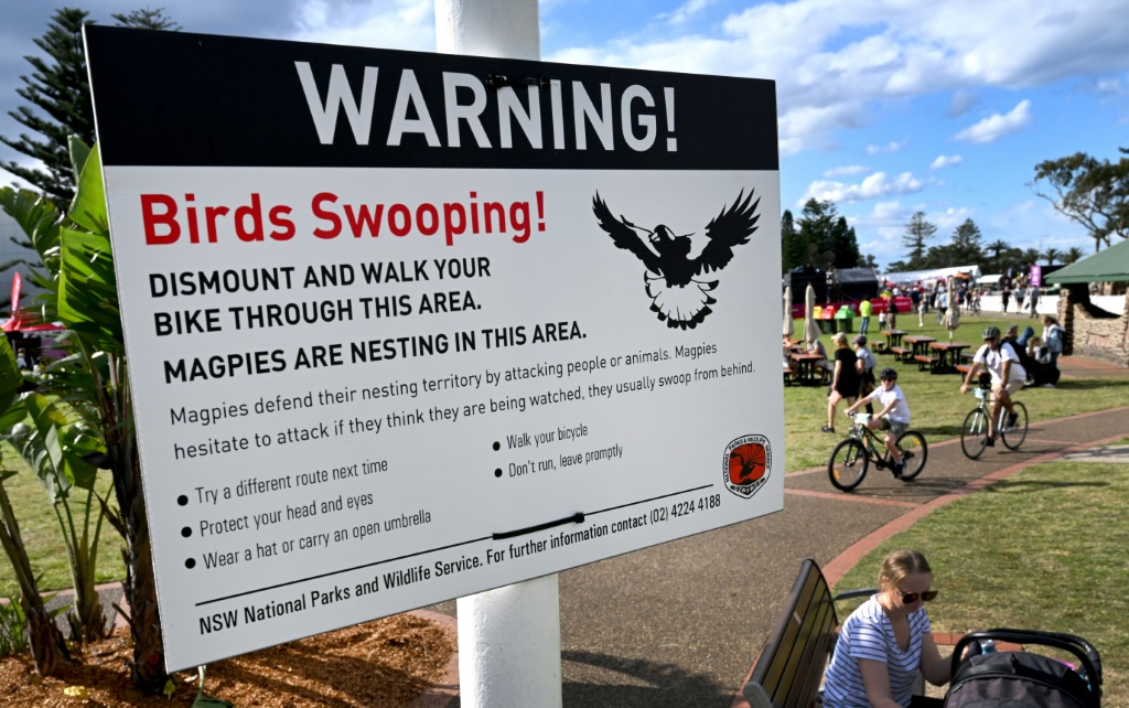Un panneau met en garde contre les oiseaux à Wollongong