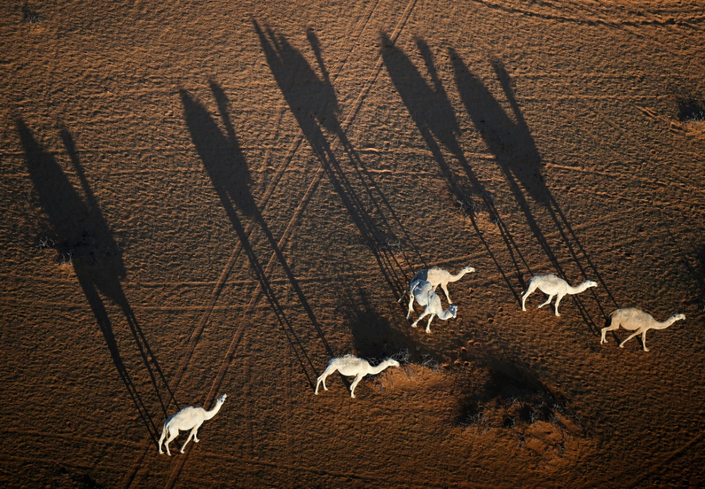 Des chameaux marchent le long des dunes lors de la 5e étape du Dakar autour de Haïl, en Arabie saoudite, le 5 janvier 2023
